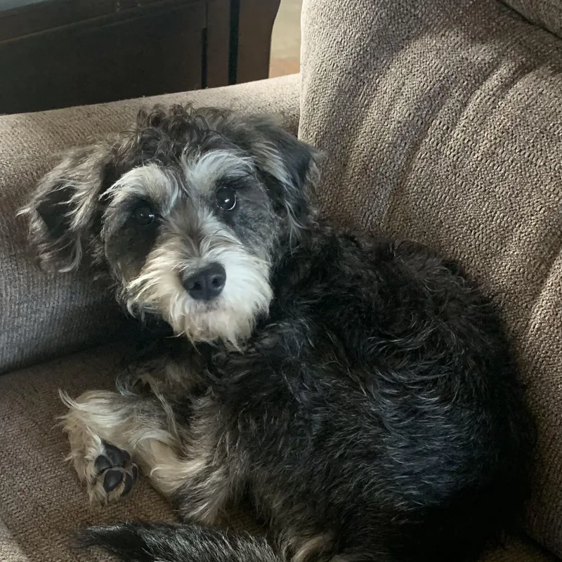 A young small-sized female Gray / Blue / Silver Schnauzer dog named Muffin for adoption in Pleasanton, CA