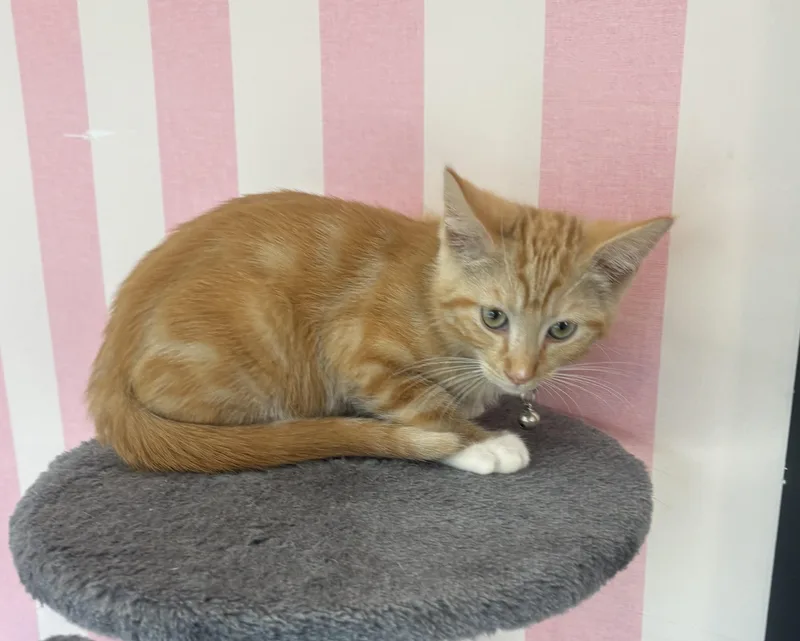 A young small-sized male Tabby (Orange / Red) Domestic Short Hair cat named Pony Boy for adoption in Whittier, CA