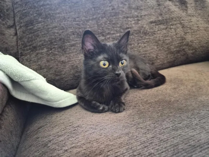 A baby medium-sized female Domestic Short Hair cat named Coffee for adoption in Salt Lake City, UT