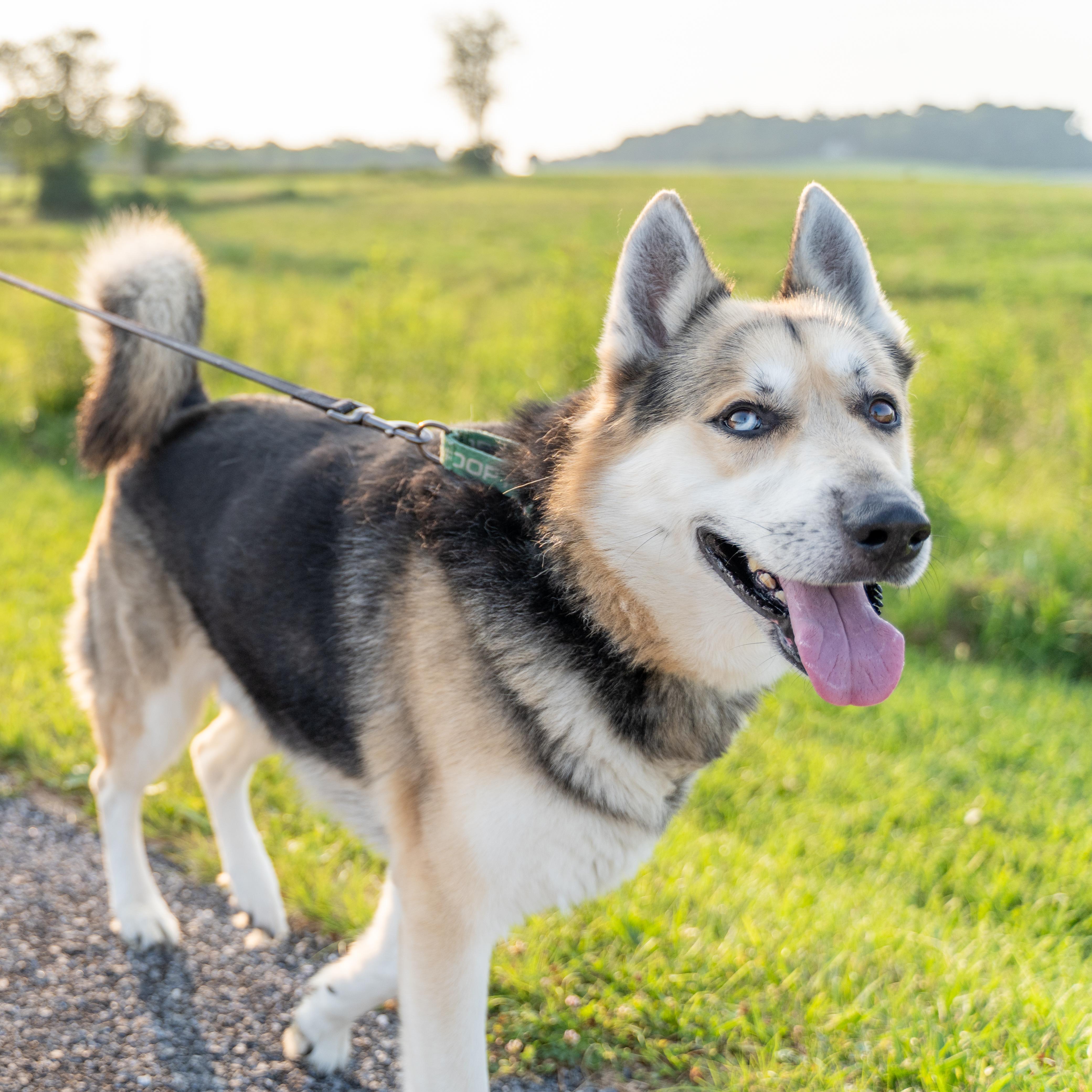 An adult large-sized male Yellow / Tan / Blond / Fawn German Shepherd Dog dog named Abel for adoption in Dillsburg, PA