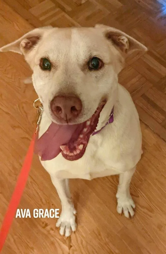 A senior large-sized female Labrador Retriever dog named Ava Grace for adoption in Indianapolis, IN