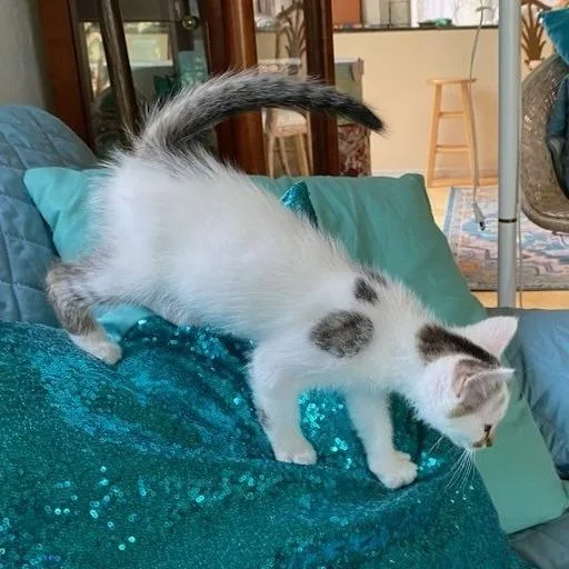 A baby small-sized male White Domestic Short Hair cat named White One for adoption in Prescott, AZ