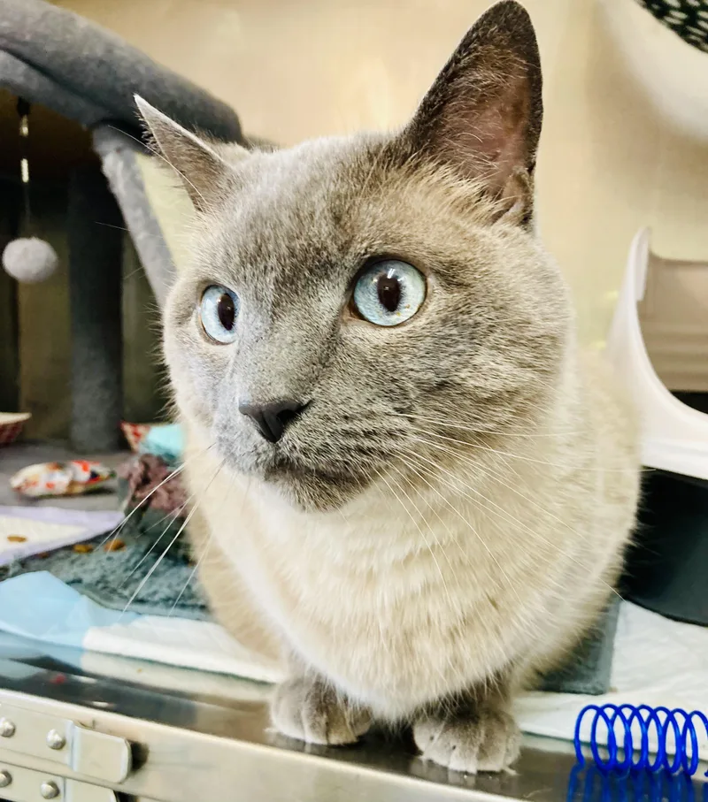 An adult large-sized male Domestic Short Hair cat named Simon for adoption in Wasilla, AK