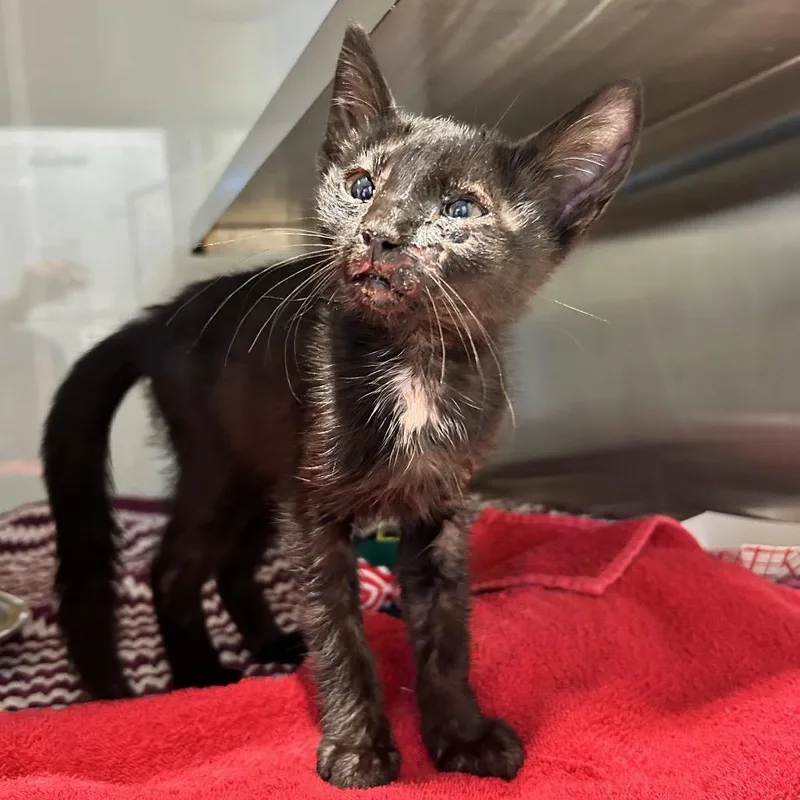 A baby small-sized female Black Domestic Short Hair cat named Ambu for adoption in Abilene, TX