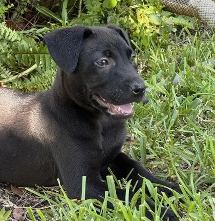 A young medium-sized female Black Pit Bull Terrier dog named Blossom for adoption in Key West, FL