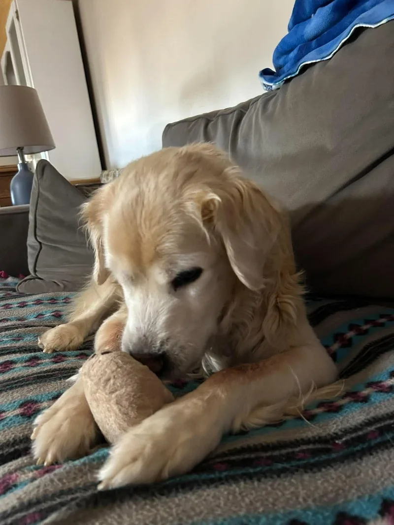 A senior medium-sized male Golden Retriever dog named Loghan for adoption in Kiowa, OK