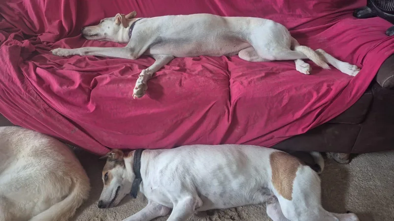 A young medium-sized male White / Cream Greyhound dog named Billie for adoption in New York, NY