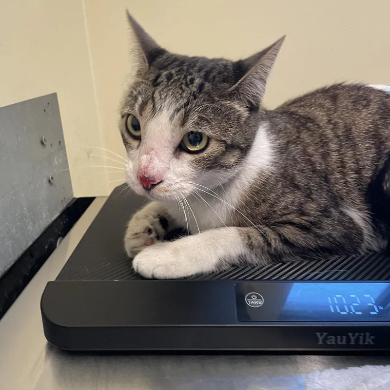An adult medium-sized female Brown / Chocolate Domestic Short Hair cat named Starla for adoption in Pasadena, CA