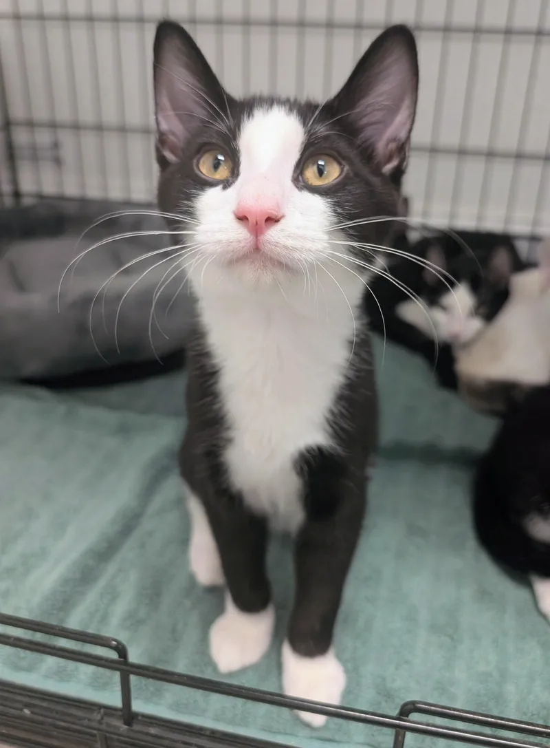A baby medium-sized male Black & White / Tuxedo Domestic Short Hair cat named Fig for adoption in Palm Harbor, FL