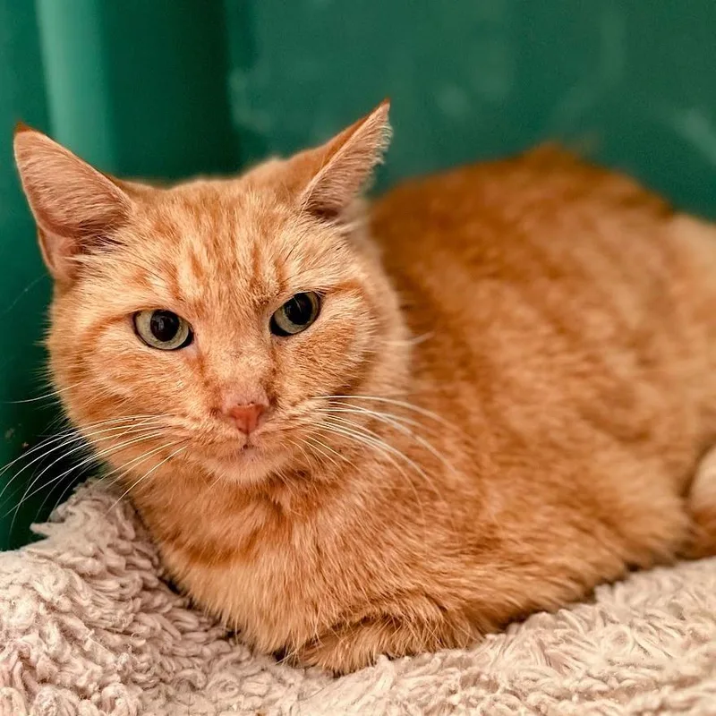 Cluster Pine thumbnail 2