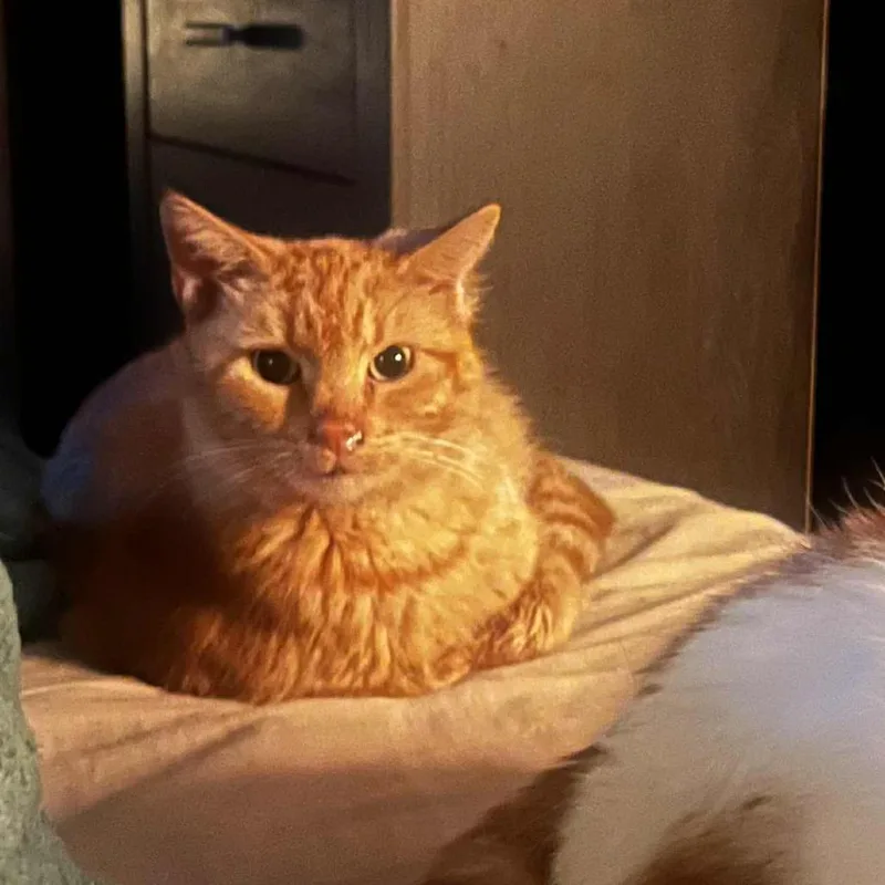 Cluster Pine thumbnail 3