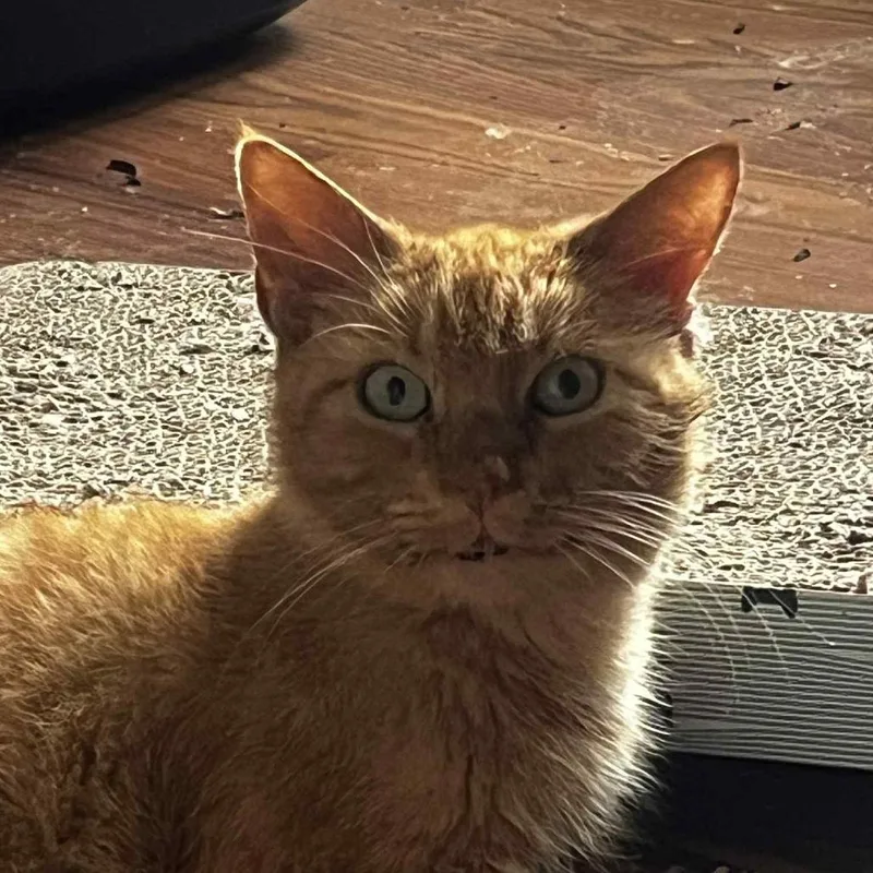 Cluster Pine thumbnail 4