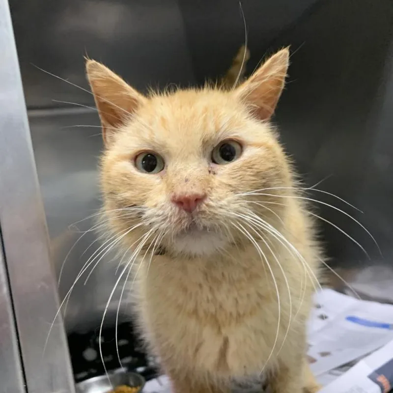 Cluster Pine thumbnail 5