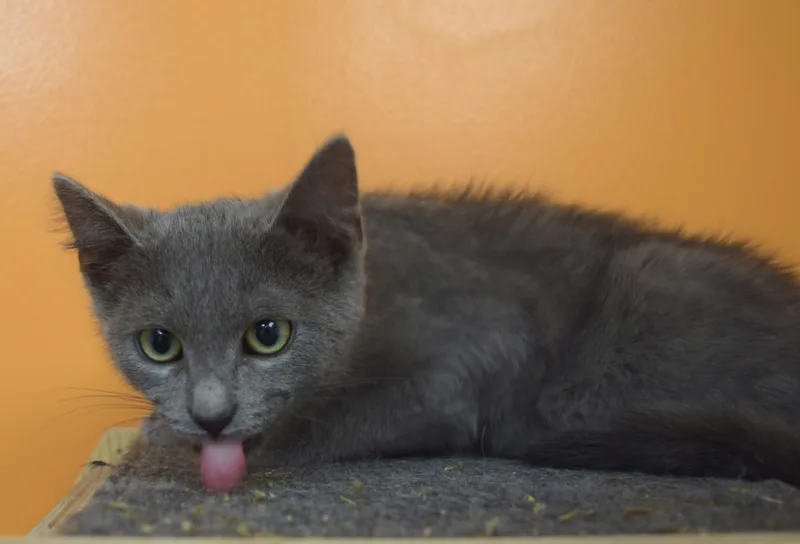 A baby medium-sized male Gray / Blue / Silver Domestic Short Hair cat named Smokey Joe for adoption in Muncie, IN