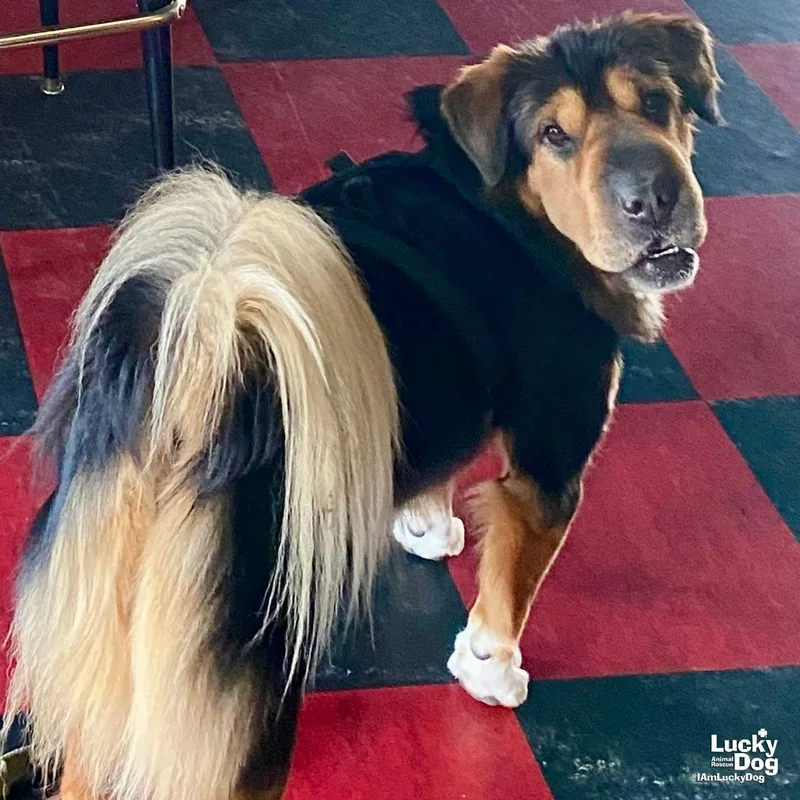 A young medium-sized female Shar-Pei dog named Stevie Nicks for adoption in Washington, DC