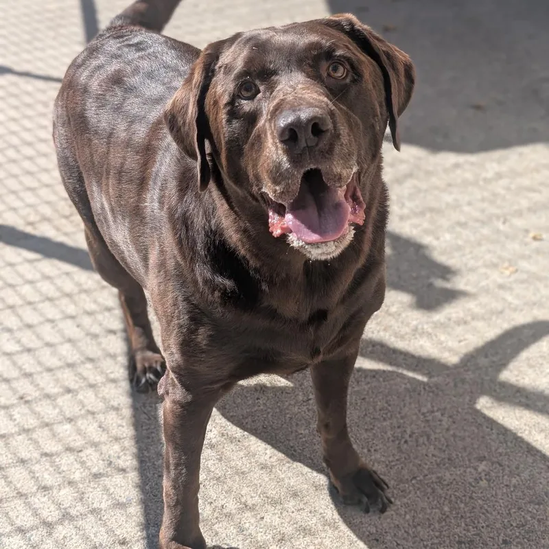 A senior large-sized male Chocolate Labrador Retriever dog named Colt for adoption in Watertown, NY