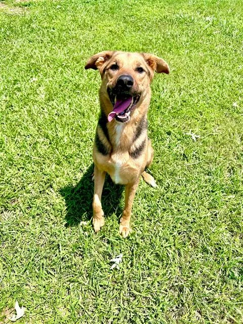 An adult medium-sized female German Shepherd Dog dog named Lucy for adoption in Appling, GA