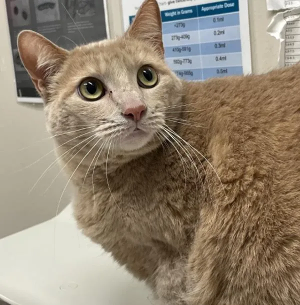 An adult small-sized female Domestic Short Hair cat named Gigi for adoption in El Cajon, CA