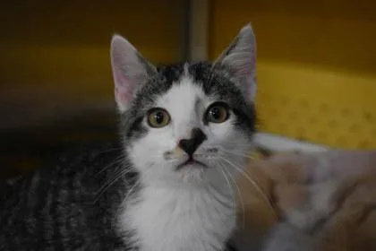A young large-sized male Domestic Short Hair cat named Steve for adoption in Kansas City, MO