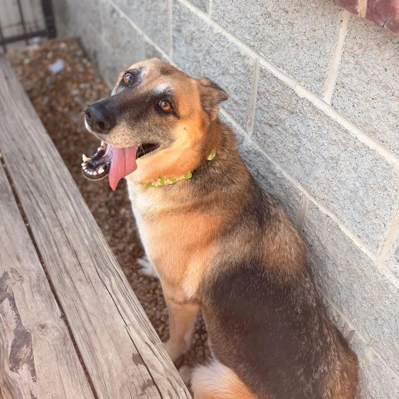 An adult medium-sized female Shepherd dog named Sasha for adoption in Columbus, GA