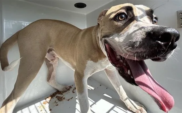 An adult medium-sized male Staffordshire Bull Terrier dog named A for adoption in Houston, TX
