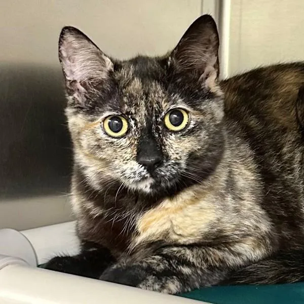 A young small-sized female Domestic Short Hair cat named Paisley Park for adoption in Walnut Creek, CA