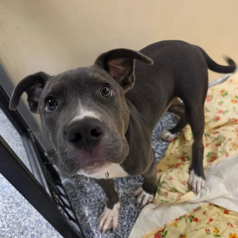 A baby medium-sized male Gray / Blue / Silver Mixed Breed dog named Dusk for adoption in Binghamton, NY