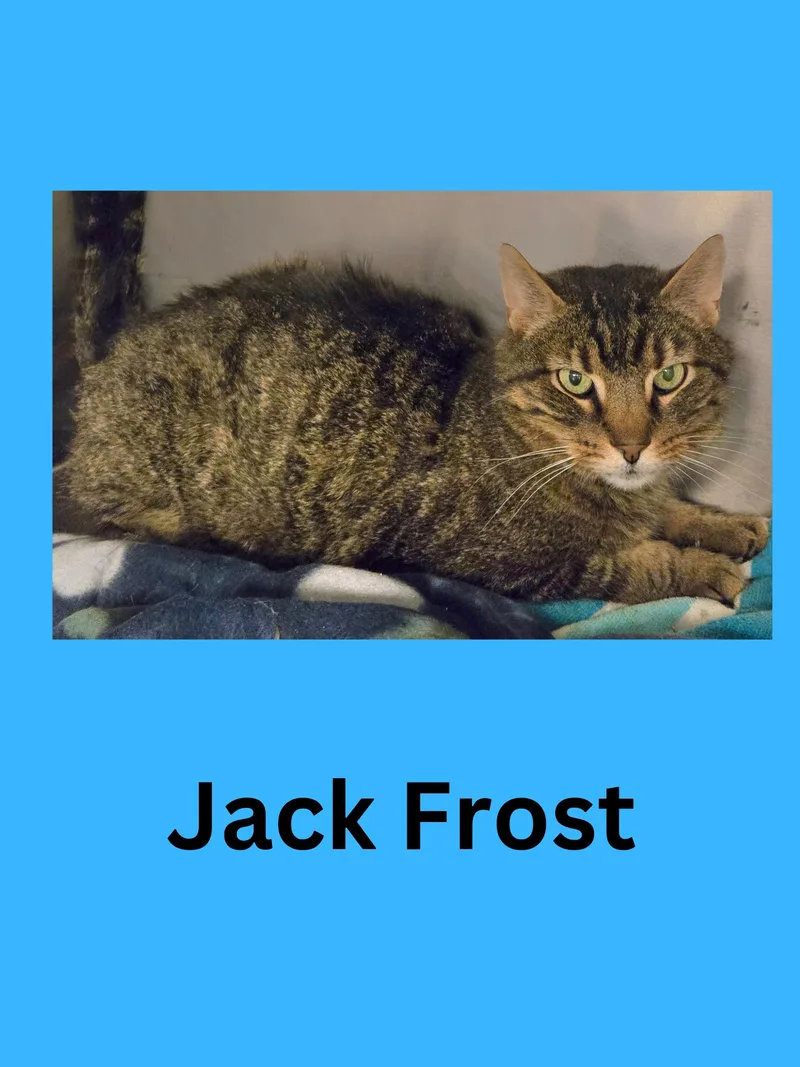 Jack Frost