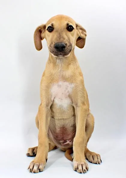 A baby large-sized male Saluki dog named Corbin for adoption in Morton Grove, IL