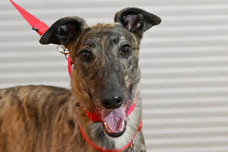 An adult medium-sized female Greyhound dog named Jovi for adoption in Minneapolis, MN