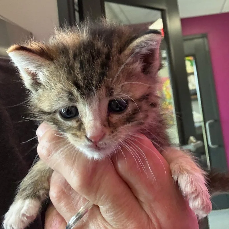A baby small-sized female Calico Domestic Short Hair cat named MaryKate for adoption in Ponca City, OK