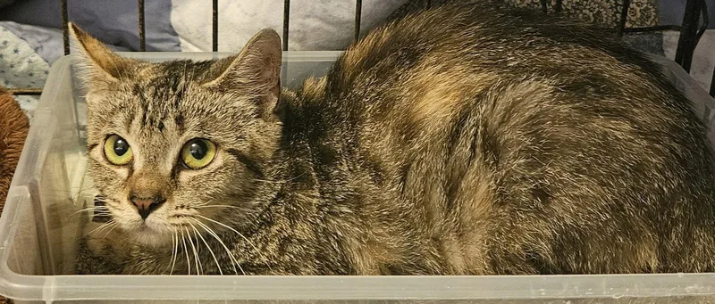 Zena