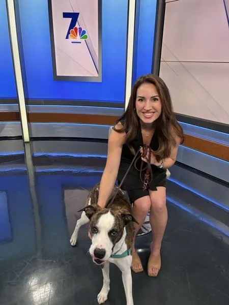 An adult large-sized female Australian Cattle Dog / Blue Heeler dog named Haze for adoption in San Diego, CA