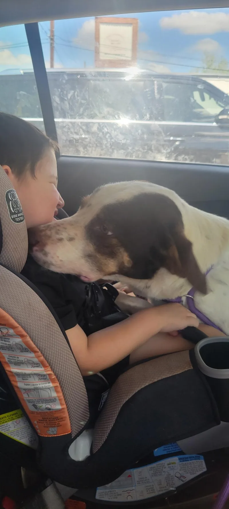 A young medium-sized male Brown / Chocolate English Pointer dog named Cowboy Jack Aka Cj for adoption in Houston, TX