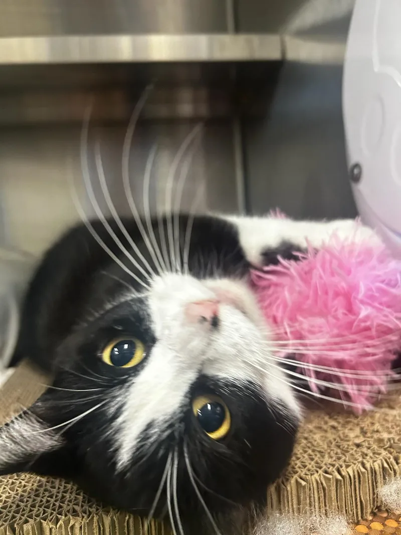 An adult medium-sized female Black & White / Tuxedo Tuxedo cat named Nikkita for adoption in Sandusky, MI