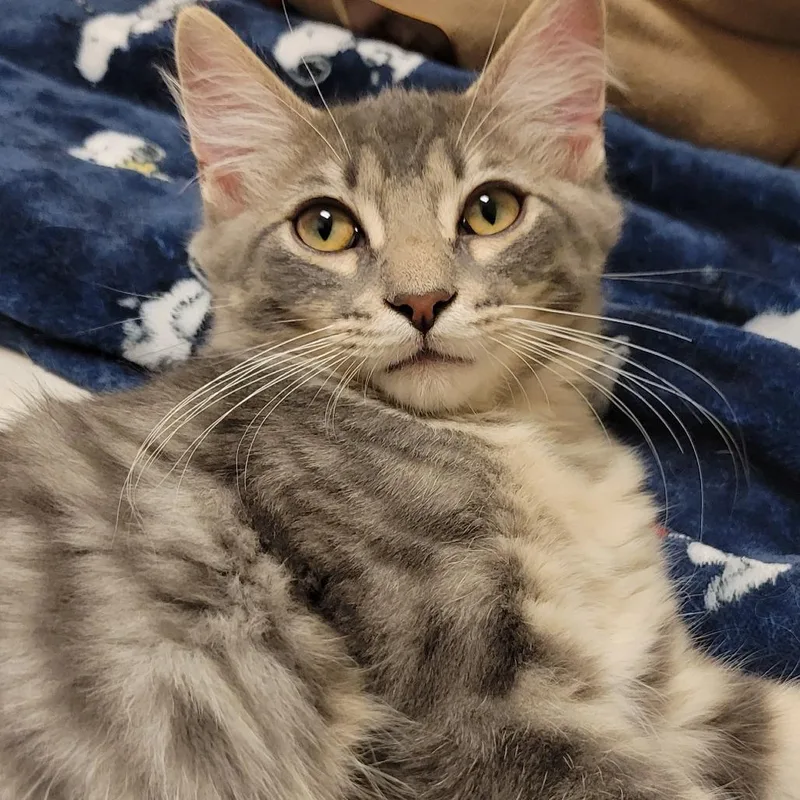 A baby medium-sized male Gray / Blue / Silver Domestic Medium Hair cat named Oboe for adoption in Milan, IL