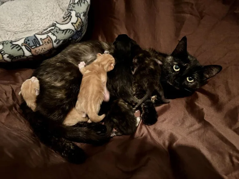 A young medium-sized female Tortoiseshell Domestic Short Hair cat named Bellissima for adoption in Ferndale, MI