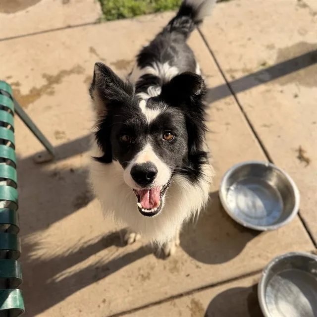 An adult medium-sized male Border Collie dog named Pinto for adoption in Modesto, CA