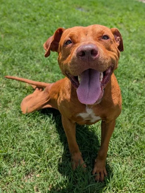 A young medium-sized male American Staffordshire Terrier dog named Goodboy for adoption in San Antonio, TX