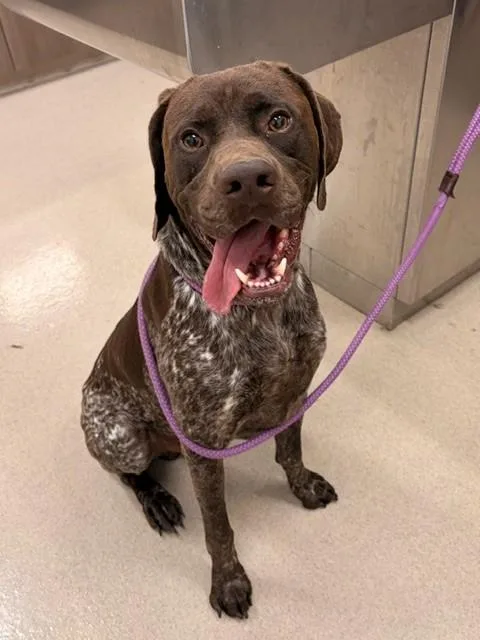 An adult large-sized male German Shorthaired Pointer dog named Maddux for adoption in Baytown, TX