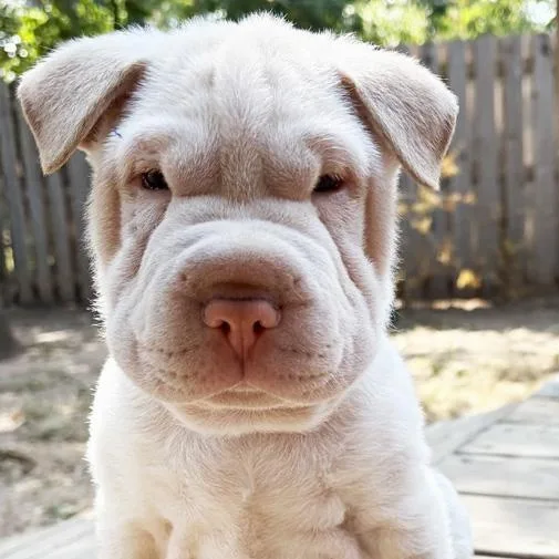 A baby medium-sized female Yellow / Tan / Blond / Fawn Shar-Pei dog named Rosalee for adoption in Oklahoma City, OK