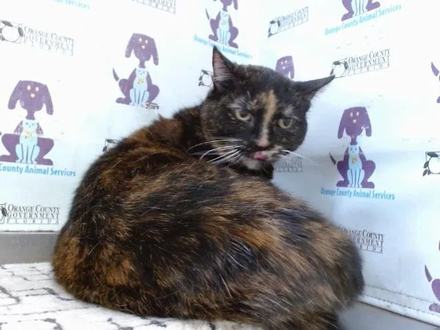 A senior small-sized female Domestic Short Hair cat named Cleo for adoption in Orlando, FL