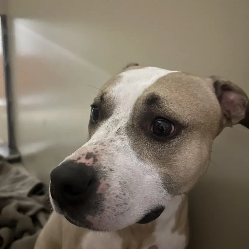 An adult medium-sized male Yellow / Tan / Blond / Fawn Mixed Breed dog named Rabble for adoption in Philadelphia, PA
