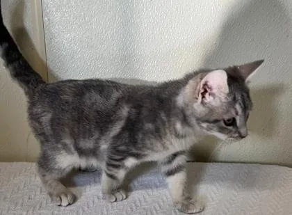 Miss Piggy thumbnail 2