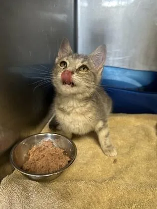 Miss Piggy thumbnail 3