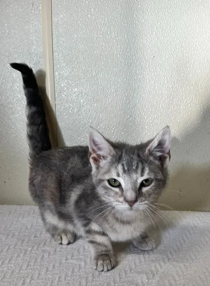 Miss Piggy thumbnail 4