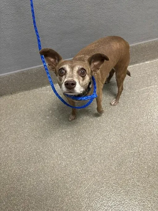 An adult medium-sized female Chihuahua dog named Princess for adoption in Las Vegas, NV