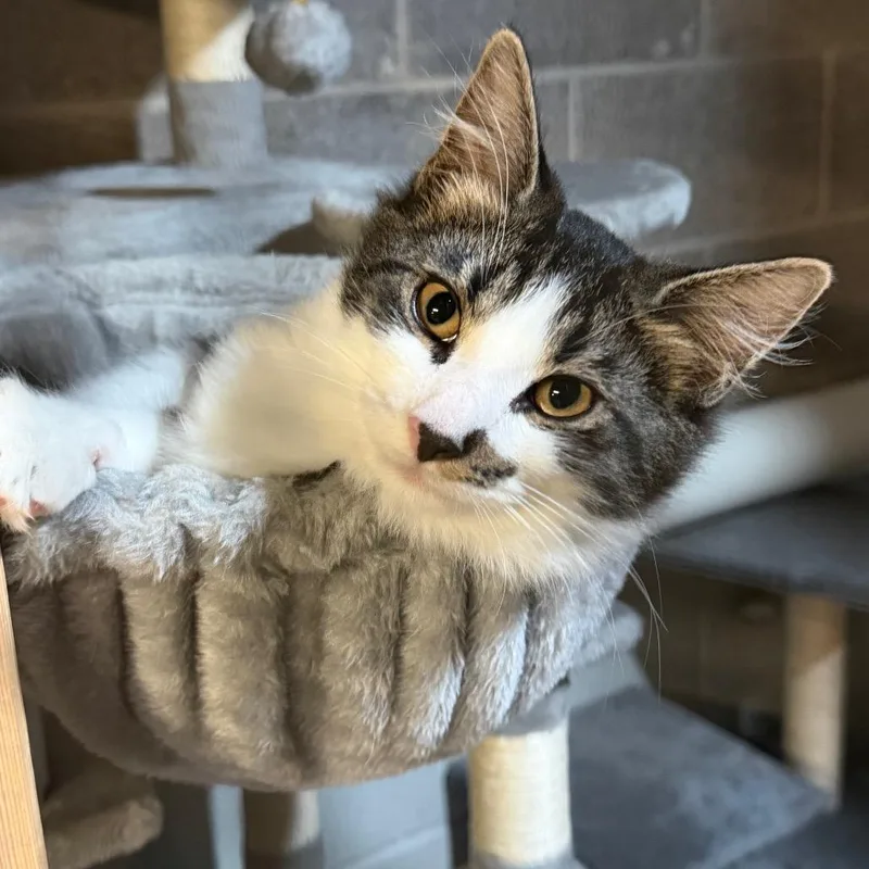 A baby small-sized male White Domestic Medium Hair cat named Sardine for adoption in Pocono Summit, PA
