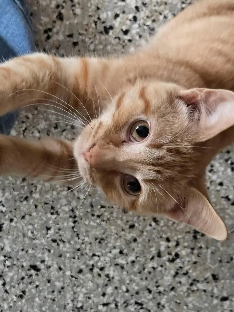 A baby small-sized male Orange & White Tabby cat named Prince for adoption in Plymouth, MN