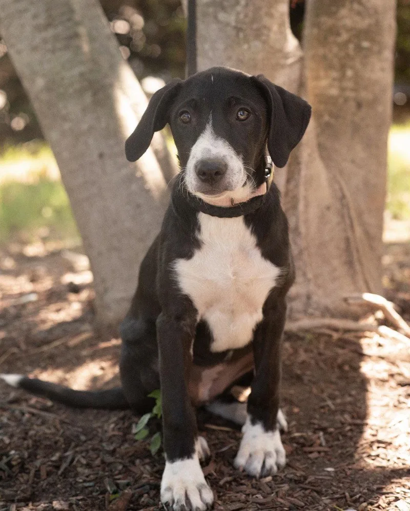 A baby medium-sized female Pointer dog named Lillie for adoption in Southaven, MS